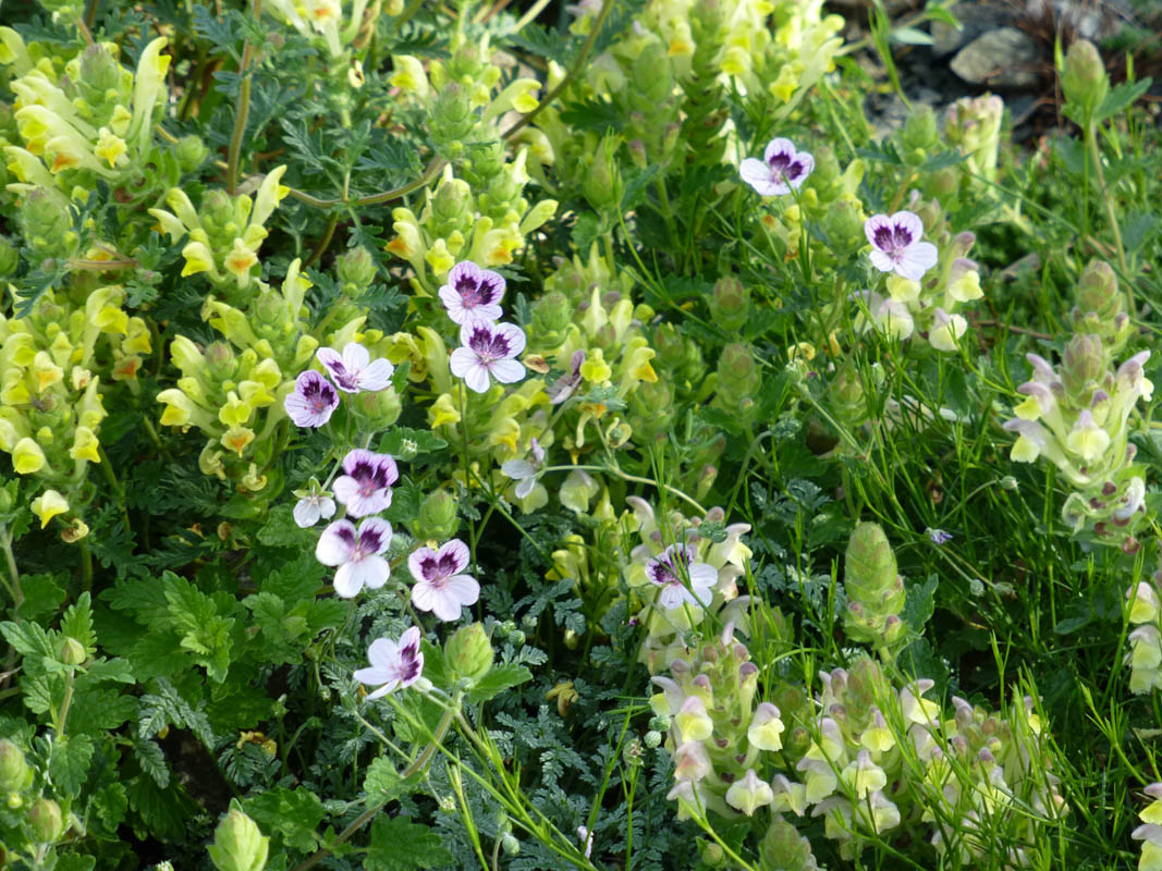 Erodium x kolbianum 'Natasha'